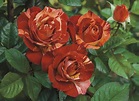 Weeks Roses Introduces Seven New Rose Varieties for Spring 2017 | Newswire