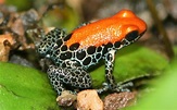 Red-backed poison dart frog - Reptipedia, the Reptile & Amphibian Wiki