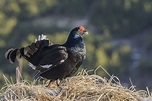 Gallo forcello | JuzaPhoto