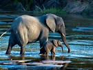 Fondos de pantalla de Elefantes, Wallpapers HD para descargar gratis