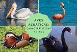 Aves acuáticas: características, tipos y nombres - ¡Descúbrelas con fotos!