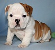 Top 8 English Bulldog Puppies Who're So Cute It's Unbelievable!