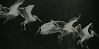 The History of Photography - Daily: 1882 - Etienne Jules Marey, "Flying ...
