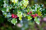 18 Types of Holly Plants