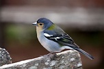 Madeira Fink Foto & Bild | tiere, wildlife, wild lebende vögel Bilder ...