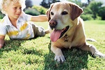 Las 5 mejores razas de perros para niños | RegiónNet
