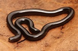 Small Black Snake Like Worm Florida - All Worms