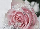 Rose In The Snow Wallpapers - Wallpaper Cave