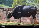 Black ox hi-res stock photography and images - Alamy