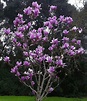 Gardening: Saucer magnolias bloom in the spring – Redlands Daily Facts