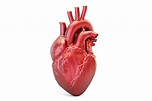 Understanding Your Heart and How it Functions | Cardiology