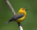 6 tipos de pájaros cantores - Mis Animales