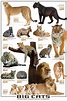 Big Cats - Athena Posters