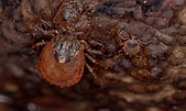 The Complete Guide To All Types Of Ticks - Wiki Point