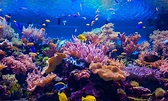 Dive Deep Into 50 Amazing Coral Reef Facts - Facts.net