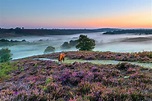 The New Forest National Park // New Forest Coast
