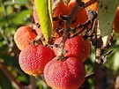Archivo:Madrono fruto.jpg - CanariWiki