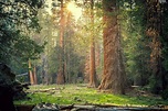 forest, trees, State of California, viewes, redwoods, Sequoia National ...
