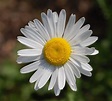 File:Leucanthemum vulgare 'Filigran' Flower 2200px.jpg - Wikimedia Commons