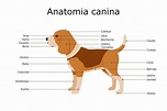 Anatomia canina: confira toda a formação externa e interna dos cães