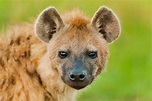30 Interesting Spotted Hyena facts – Factins