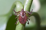 8 Common Types of Ticks on Dogs and How to Identify Them | Daily Paws ...