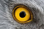 eagle eye close-up | High-Quality Animal Stock Photos ~ Creative Market