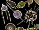 Glasslike Polycystina skeletons (planktonic protozoan) | Nikon’s Small ...