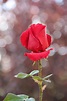Red Rose Bud by Mehpare Firat | Red roses, Rose buds, Rose