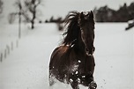 PORTFOLIO | Pferdefotografie Schweiz