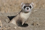 Black-footed Ferret Facts, Habitat, Diet, Life Cycle, Babies, Pictures