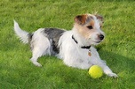 Parson Russell Terrier - Temperament, Lifespan, Shedding, Puppy