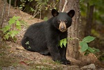 American Black Bear | Coniferous Forest