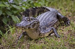 Yacaré Negro (Caiman yacare) - EcoRegistros