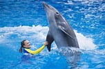 VIDEO: New "Dolphin Days" show replaces "Blue Horizons" at SeaWorld ...