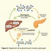 Índice glucémico. Metabolismo y control de la glucemia. | FISIOLOGÍA