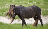 Photos: The wild horses of Sable Island | Canadian Geographic
