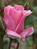 rosebud | Beautiful roses, Beautiful flowers, Rose buds