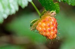 Growing Salmonberries: How to Bring These Wild Treats to Your Garden