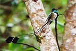 Colibríes ¿cuál es tu favorito? | Colibri, Picaflores, Habitat del colibri