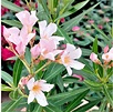 Adelfa enana - Nerium Oleander enana - Arbusto - Viveros Online