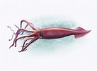 Calamar colosal: características, hábitat, alimentación, comportamiento