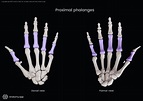Phalanges of hand | Encyclopedia | Anatomy.app | Learn anatomy | 3D ...