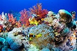 Types, Functions, and Conservation of Coral Reefs