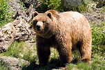 Quelques informations sur les deux espèces d’ours.