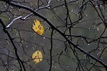 Novemberregen (Forum für Naturfotografen)