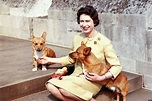 Queen Elizabeth II And Her Corgis (PHOTOS) | HuffPost