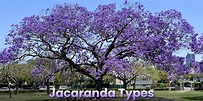 Different Types of Jacaranda Trees - Popular Varieties and Species ...