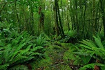 Flora Hutan Yang Terdiri Dari Jenis Tumbuh Tumbuhan Disebut Hutan ...