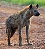 Spotted hyena - Wikiwand